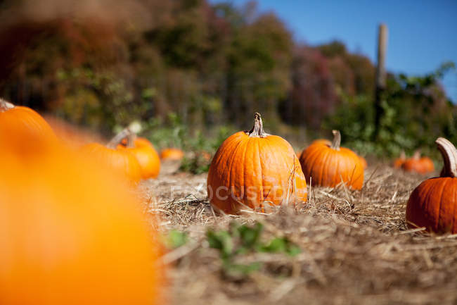 Pumpkins growing on field in bright sunlight — Stock Photo