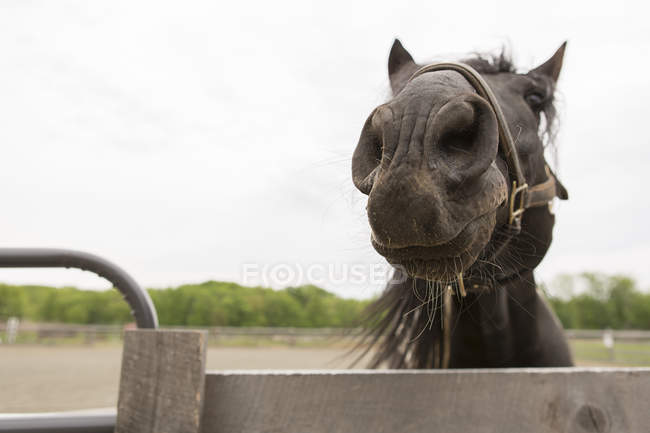 Портрет любопытной черной лошади, смотрящей над забором — стоковое фото