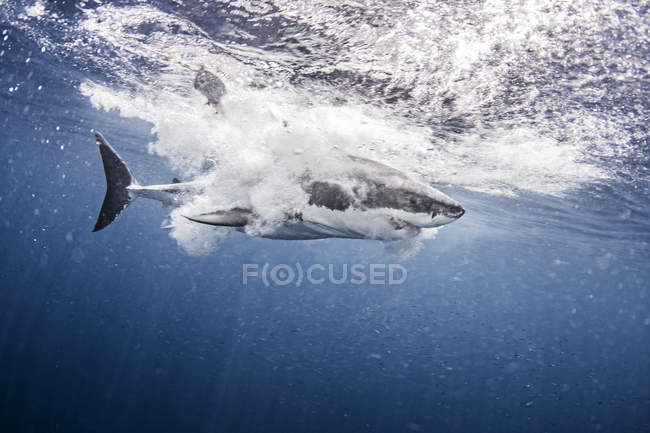 Вид збоку Велика біла акула плавання під водою — стокове фото