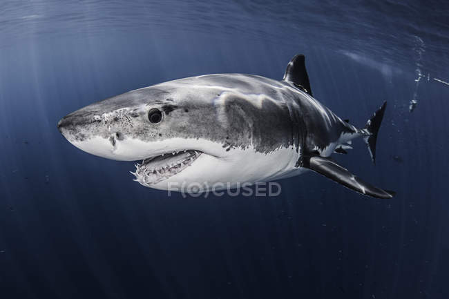 Seitenansicht des Weißen Hais, der unter Wasser schwimmt — Stockfoto