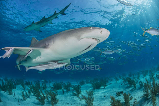 Vista lateral del tiburón nadando bajo el agua - foto de stock