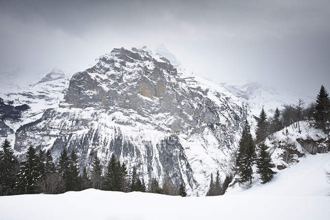 Montanha rochosa coberta de neve com pinheiros — Fotografia de Stock