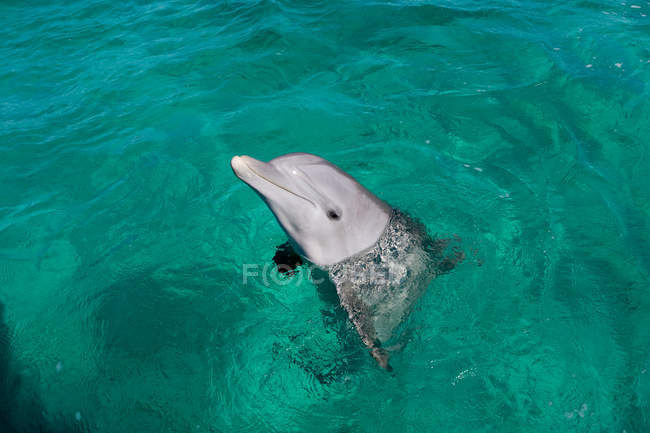 Golfinho-de-garrafa atlântico nadando em água azul — Fotografia de Stock