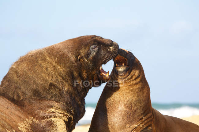 Leoni marini maschi e femmine — Foto stock