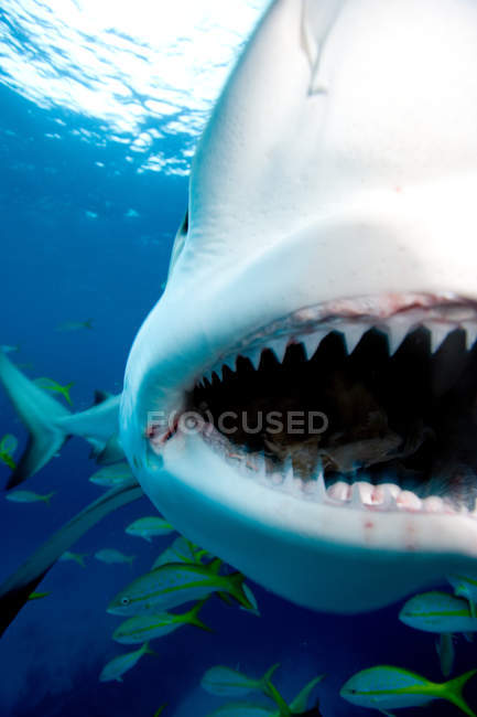 Акулы рот близко выстрел — стоковое фото