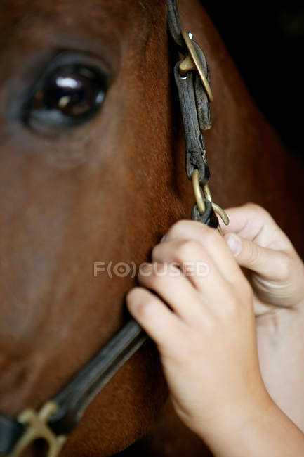Image recadrée de la personne ajustant la bride du cheval — Photo de stock