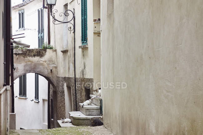 Група кішок, сидячи на будинок кроки, Пескара, Абруццо, Італія — стокове фото