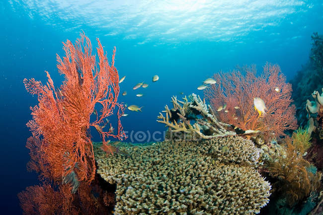 Fishes and coral reef — Stock Photo