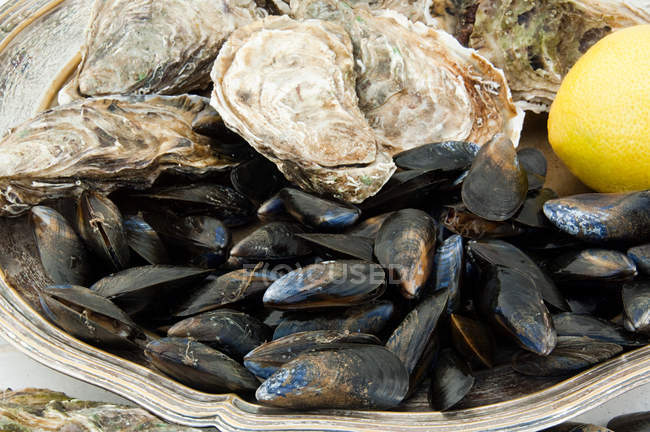 Moules et huîtres empilent citronnier sur un plateau métallique — Photo de stock