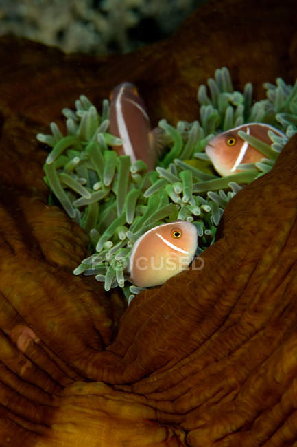 Three clownfish schooling near anemone plant under water — Stock Photo