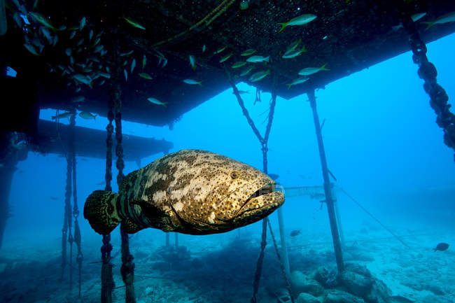 Goliath grouper and structure — Stock Photo