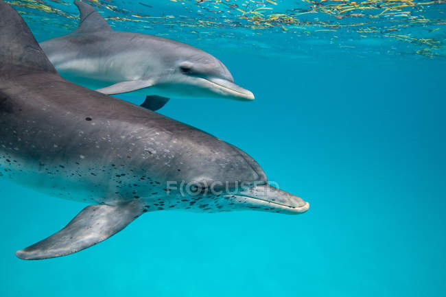 Delfines manchados atlánticos nadando bajo el agua - foto de stock