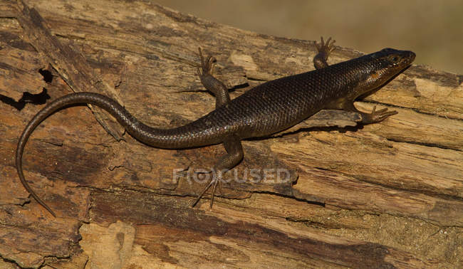 Black Lizard, Kgalagadi Transfrontier Park, Africa — Stock Photo