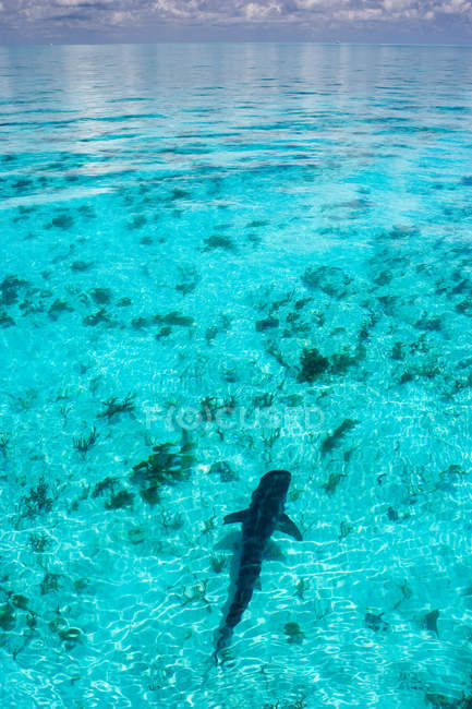 Infirmière requin en eau claire — Photo de stock