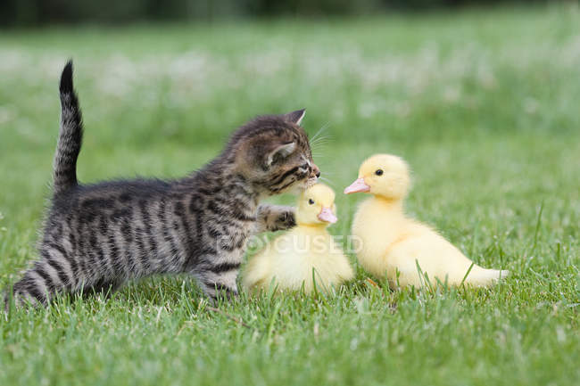 Kitten and two ducklings — Stock Photo