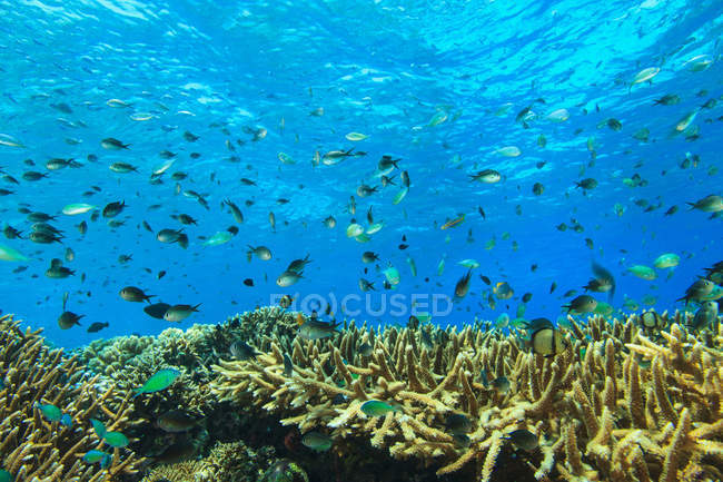 Poissons nageant dans les récifs coralliens — Photo de stock