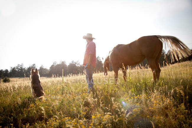 Человек в поле с лошадью и собакой — стоковое фото