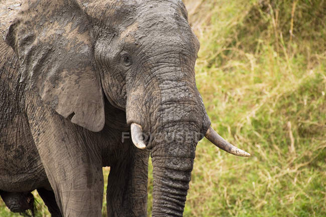 Elefante africano che cammina al parco nazionale di Kruger — Foto stock