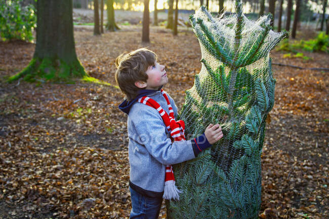 Boy holding Christmas tree in forest — Stock Photo