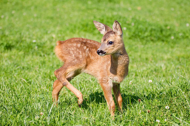 Cute fawn standing on grass — Stock Photo