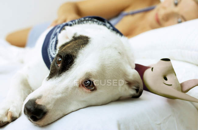Собака на ліжку з іграшкою і власником — стокове фото