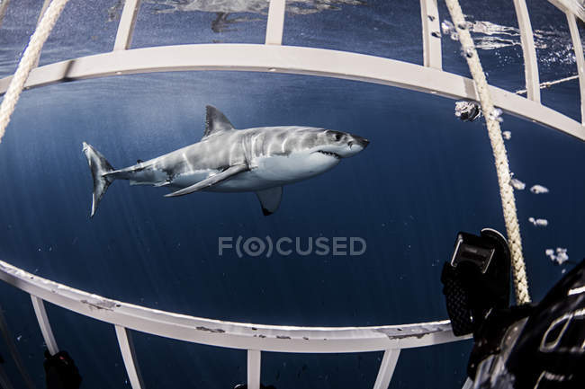 Arrabbiato Grande squalo bianco nuotare sott'acqua — Foto stock
