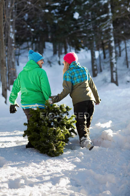 Пара таскающих рождественскую елку по снегу — стоковое фото