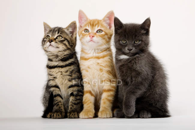 Vista frontale di tre gattini affiancati — Foto stock