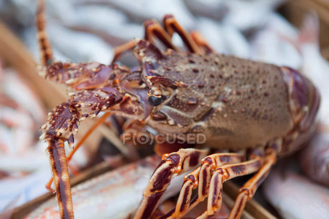Великий свіжий омарів на рибному ринку, крупним планом — стокове фото