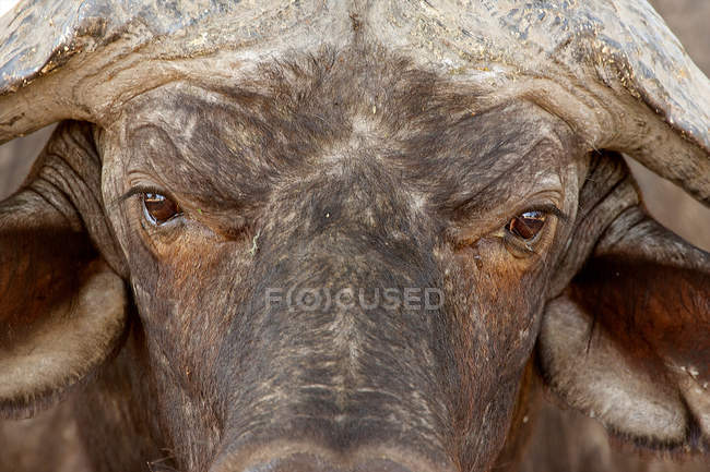 Buffalo africano al Parco Nazionale delle Piscine di Mana, Zimbabwe, Africa — Foto stock