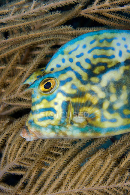 Close up shot of scrawled trunkfish under water — Stock Photo