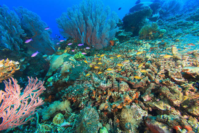 Poissons nageant dans les récifs coralliens — Photo de stock