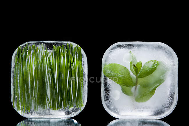 Ervas congeladas em cubos de gelo — Fotografia de Stock