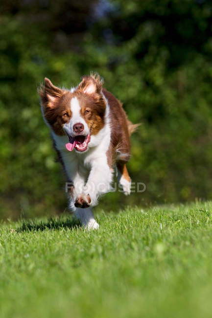 Собака біжить на зеленій траві в яскравому сонячному світлі — стокове фото
