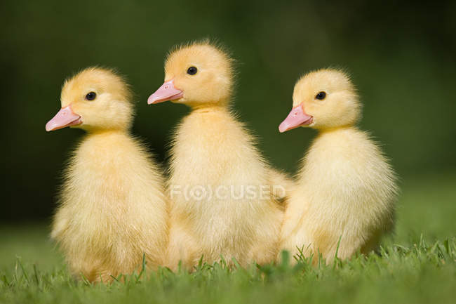 Three little ducklings — Stock Photo