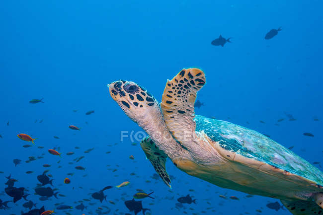 Schildkröte mit Fischschwärmen — Stockfoto