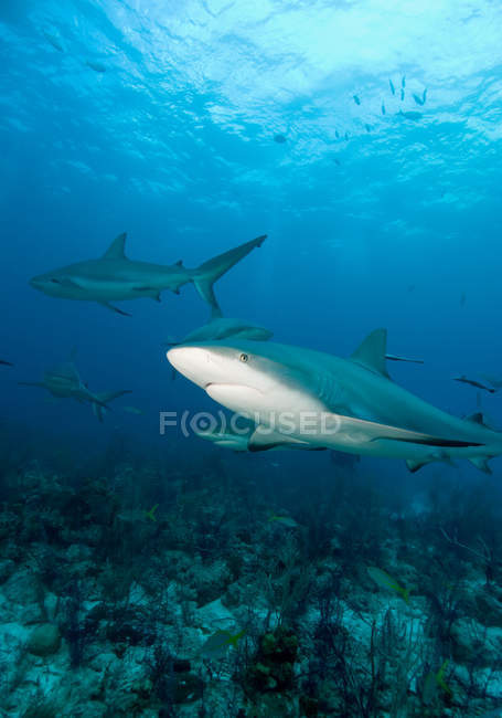 Tiburones de arrecife caribeño flotando bajo el agua - foto de stock