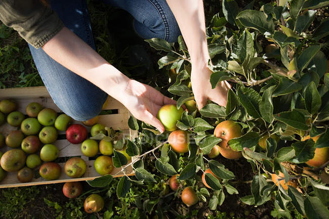 Giovane donna raccogliendo mele fresche — Foto stock