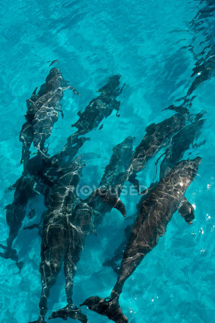 Над головой вид дельфинов, плавающих под водой — стоковое фото