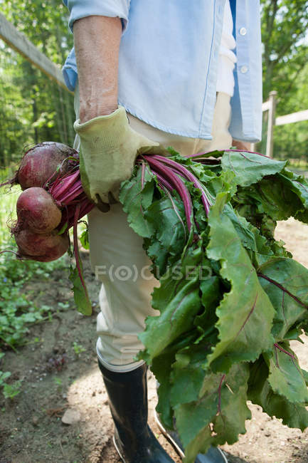 Cropped image of Woman holding beetroot — Stock Photo