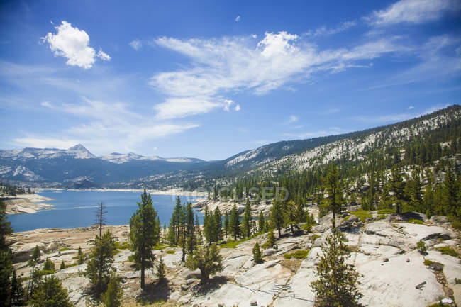 Vista de alto ángulo de árboles y lago, Parque Nacional High Sierra, California, EE.UU. - foto de stock