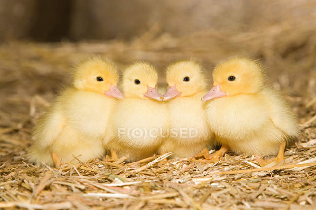 Four ducklings on straw — Stock Photo
