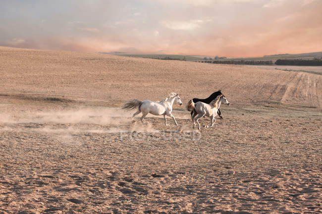 Cavalos correndo em caneta empoeirada — Fotografia de Stock