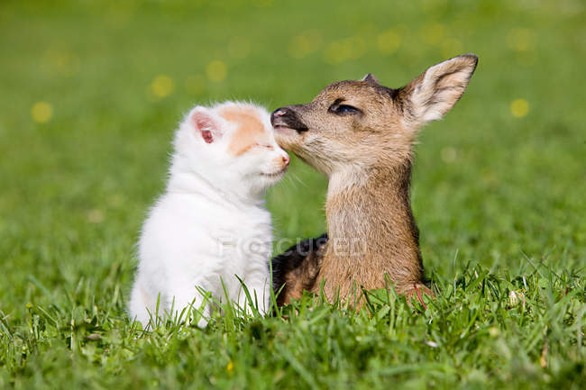 Fawn and kitten on grass — Stock Photo