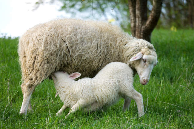 Cordeiro chupando de ovelha na grama verde — Fotografia de Stock