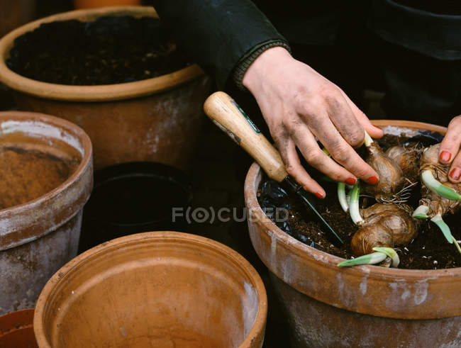 Обрізане зображення жінки, що саджає цибулю в квіткові горщики — стокове фото