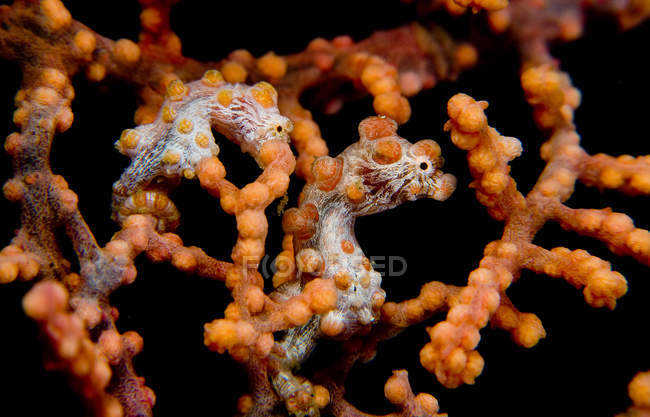 Vue rapprochée des hippocampes pygmées sur gorgone — Photo de stock