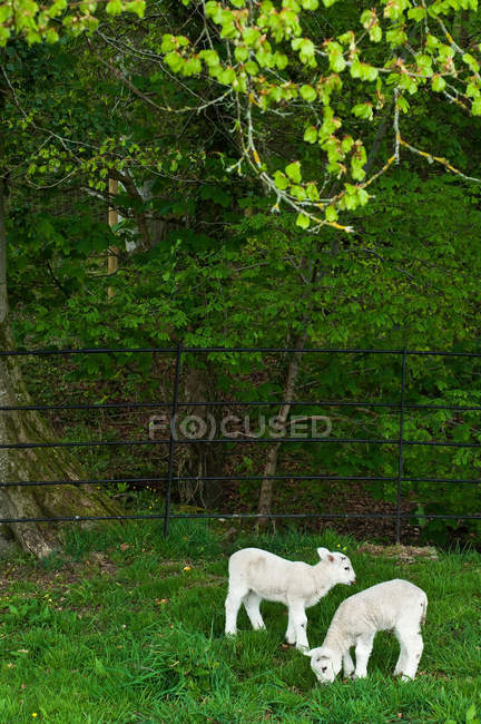 Lambs grazing in field — Stock Photo
