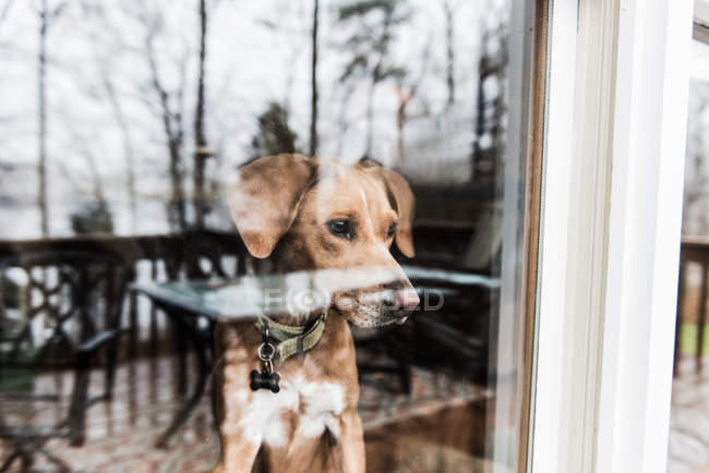 Lindo perro con collar mirando a través de la ventana - foto de stock