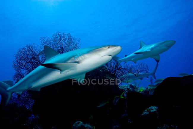 Requins de récif nageant dans les eaux sombres — Photo de stock